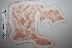 ForensicFX Studios Large Torso Skin Burn Prosthetic></noscript> Halloween Accessories