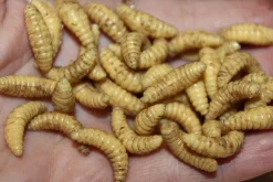 ForensicFX Studios Maggots></noscript> Halloween Accessories