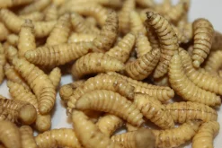ForensicFX Studios Maggots></noscript> Halloween Accessories