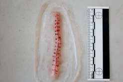 ForensicFX Studios Opened Stitches Prosthetic></noscript> Halloween Accessories