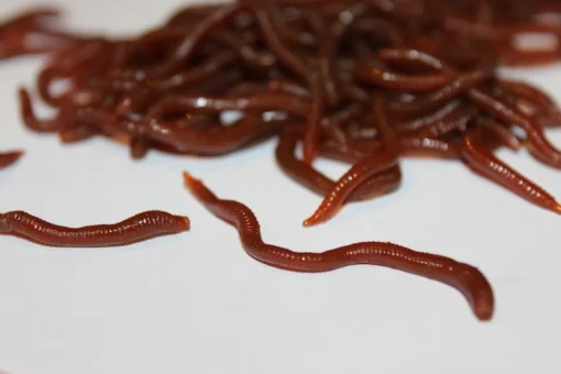 ForensicFX Studios Realistic Worm Prop> Halloween Accessories