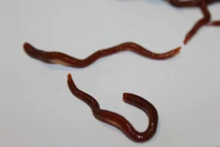 ForensicFX Studios Realistic Worm Prop></noscript> Halloween Accessories