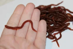 ForensicFX Studios Realistic Worm Prop></noscript> Halloween Accessories