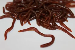ForensicFX Studios Realistic Worm Prop></noscript> Halloween Accessories