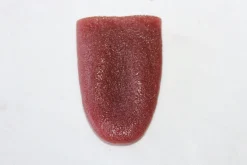 ForensicFX Studios Severed Tongue Prop></noscript> Halloween Accessories